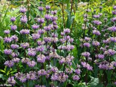 Os ensaios sugerem que este suplemento de ervas pode reduzir a ansiedade – e é apenas uma dose de 36p