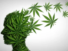 Fumar maconha com tabaco pode perturbar a “molécula do prazer” do cérebro.