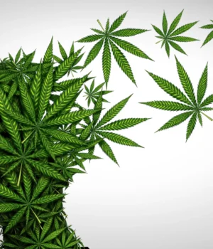 marijuana-brain-effects-mental-health.webp.webp