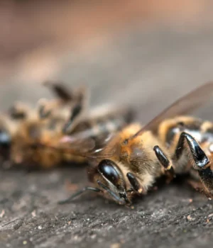 dead-bees-close-up.webp.webp