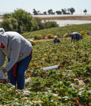 080923_Salinas-Farmworkers_SN_CM_15-scaled-1.png