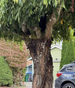 103044537-15192531-Can_you_spot_the_cat_hiding_in_this_street_scene_in_less_than_30-a-2_176144158251.avif