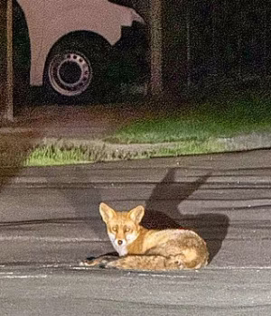103485647-15246641-Foxes_which_have_terrorised_drivers_in_a_village_by_wrecking_car-m-46_17619257020.avif