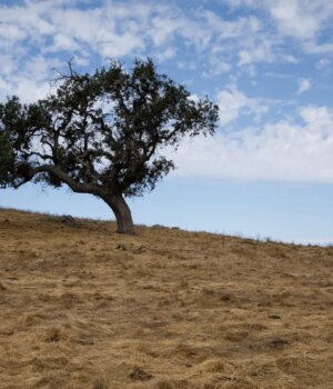 SJM-L-RANCH-1006-5.jpg