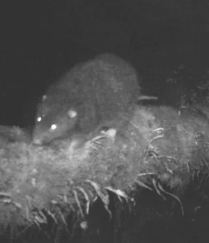 giant-rodent-mallomys-istapantap.webp.webp