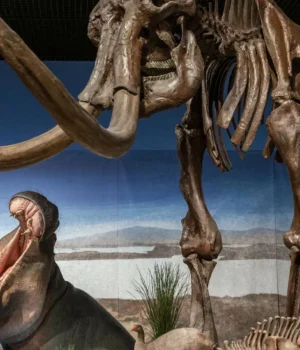 hippos-lived-with-mammoths.webp.webp