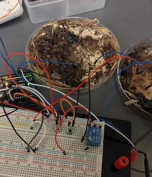 living-computer-powered-by-mushrooms.webp.webp