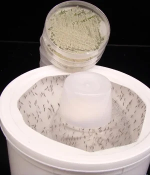 mosquitoes-in-container.webp.webp