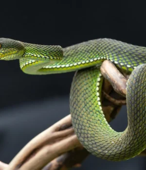 poisonous-green-viper-snake.webp.webp