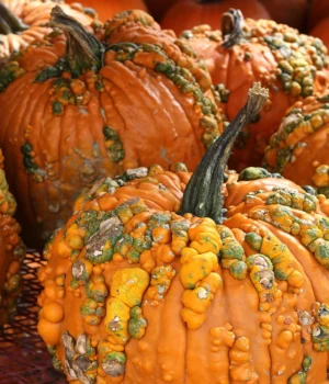 warty-pumpkins.webp.webp