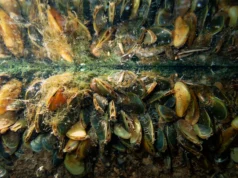 Uma espécie invasora está destruindo a vida no Delta, sem ajuda a caminho – The Mercury News