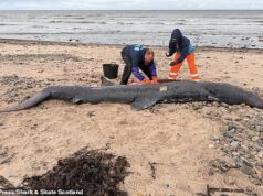 Cientistas ficaram perplexos depois que um enorme tubarão de 12 pés chegou à costa perto de Inverness – marca o terceiro encalhe em semanas