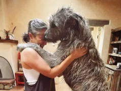 Katie Tunstall é ofuscada por seu gigante Wolfhound irlandês enquanto compartilha lindas fotos