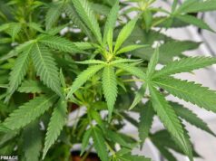 Polícia de Queensland multou homem em US$ 10 mil por se recusar a permitir que ele consumisse cannabis