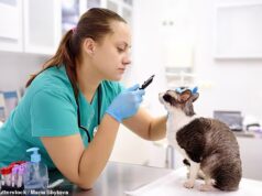 Os veterinários estão reprimindo os cães com ‘trauma’ – já que a escassez coloca a saúde do país em risco