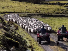 Os proprietários classificam a lei de reforma do SNP como ‘lixo mal elaborado’ depois que os MSPs planejam desmembrar grandes propriedades