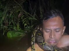 O terrível momento em que uma píton gigante de seis metros se enrola no pescoço de um guia turístico em Bornéu, na Indonésia