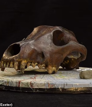 103853509-15288123-Pictured_an_archaeological_skull_specimen_of_a_member_of_the_dog-m-11_17630462899.avif