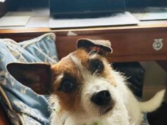 Tom Parker Bowles: Como lutei para salvar Maud, meu Jack Russell, das mandíbulas de um 10º mastim selvagem nas ruas de Londres