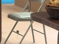 Uma mercearia de luxo administrada por um herdeiro bilionário é atormentada por RATS que andam por aí depois do expediente