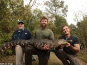 Animais drogados: como crocodilos de metanfetamina, ursos amantes de cerveja e hipopótamos de cocaína estão destruindo a vida selvagem