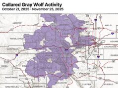 Mapa assustador mostra como a capital do estado montanhoso está sob ameaça de matilhas de lobos à medida que novas áreas urbanas se instalam