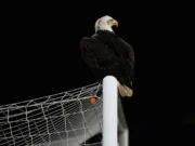 Tópico aberto de futebol de domingo – Yahoo Sports