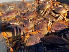 A temporada recreativa de pesca do caranguejo começa na costa de Sonoma enquanto o estado alerta sobre o risco de biotoxina – The Mercury News