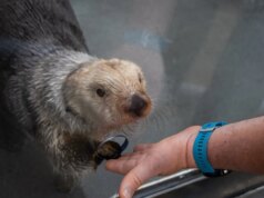 Pesquisadores do Aquário da Baía de Monterey encontram fonte de doença mortal – The Mercury News