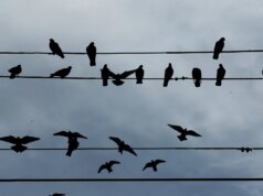 Por que os pássaros estão pousados em apenas um conjunto de linhas de energia em Newark?