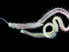 Um parasita de 480 milhões de anos ainda infecta ostras hoje