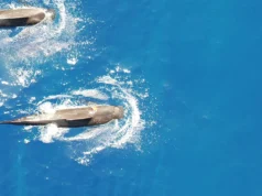 Nova pesquisa revela enorme dieta de lulas nas baleias-piloto havaianas