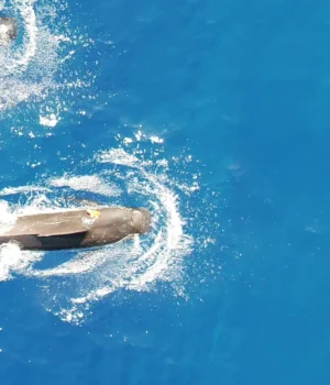 aerial-view-hawaii-short-finned-pilot-whales.webp.webp