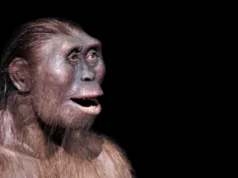 Uma estranha perna antiga revela um primo humano escondido