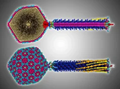 Um pequeno vírus antigo revela segredos que podem ajudar a combater superbactérias