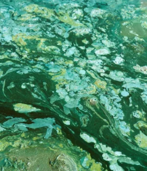 blue-green-algae-colony.webp.webp