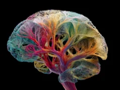 Um mapa inovador revela como o cérebro realmente funciona