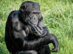 Chimpanzés surpreendem cientistas ao mudarem de ideia com novas evidências