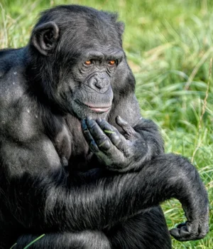 chimpanzee-thinking-close-up.webp.webp