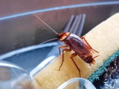 Baratas estão envenenando secretamente o ar interno