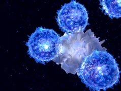 Neurocientistas descobrem células imunológicas que podem retardar o envelhecimento