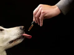 Os cientistas estudaram 47.000 cães com CBD e encontraram uma mudança comportamental surpreendente