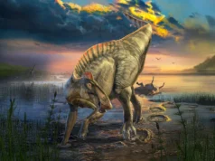 Múmias de dinossauros com cascos e cristas escondidas foram encontradas