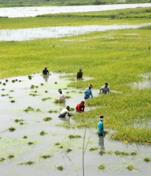 farmers-harvesting-rice-in-flooded-field.webp.webp
