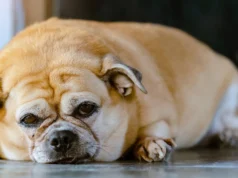 Os animais estão desenvolvendo as mesmas doenças crônicas que os humanos