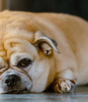 fat-tired-old-dog.webp.webp