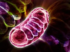 Cientistas descobriram nutrientes que turbinam a energia celular