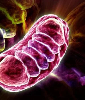 glowing-mitochondria-cell-biology.webp.webp