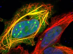 Uma proteína que muda de forma explica o poder mortal da raiva