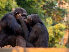 Cientistas revelaram que o beijo começou há milhões de anos